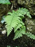Cystopteris diaphana