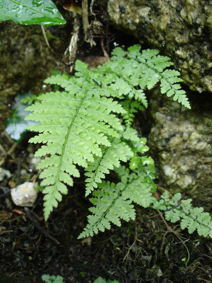 Изображение особи Cystopteris diaphana.