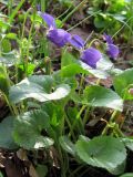 Viola suavis. Цветущее растение. Крым, с. Соколиное. 9 апреля 2012 г.