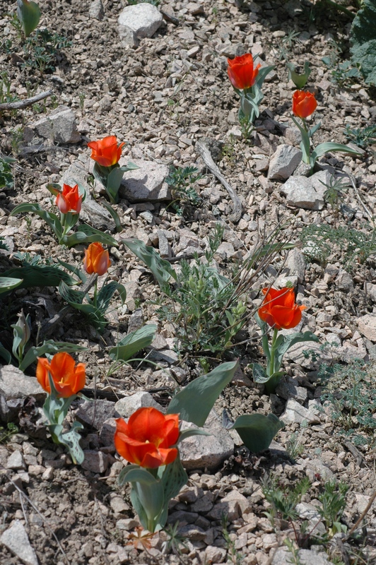 Image of Tulipa greigii specimen.