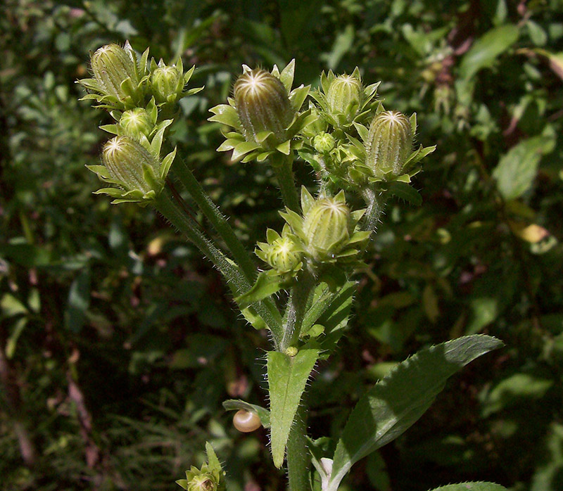 Image of Picris hieracioides specimen.