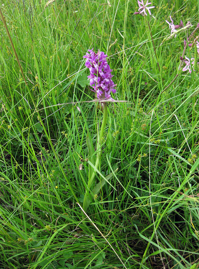 Image of Dactylorhiza majalis specimen.