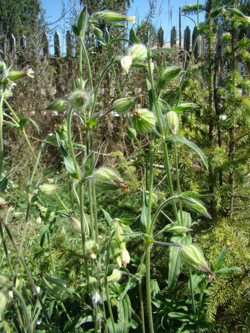 Image of Melandrium album specimen.