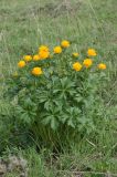 Trollius altaicus