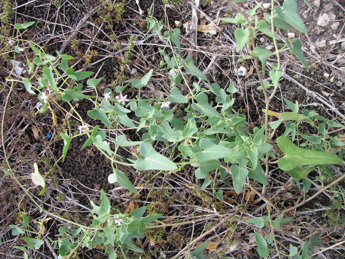 Image of Cynanchum acutum specimen.