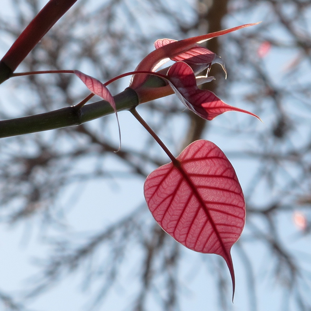 Изображение особи Ficus religiosa.