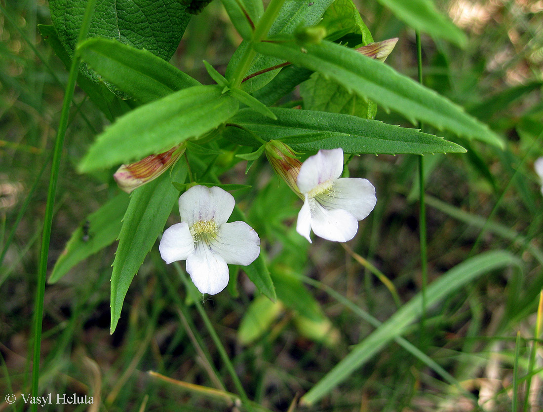 Image of Gratiola officinalis specimen.