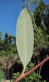 genus Salix. Лист (вид с обратной стороны). Абхазия, Гагрский р-н, берег р. Бзып. 13.06.2012.