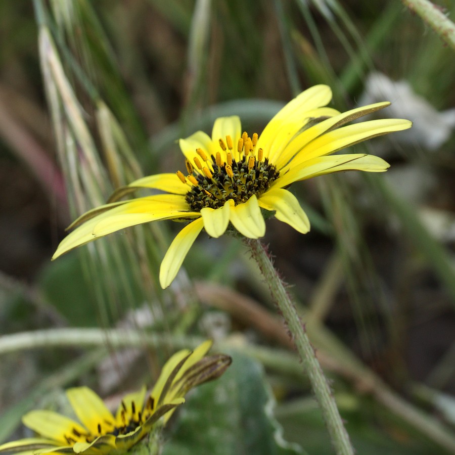 Image of Arctotheca calendula specimen.