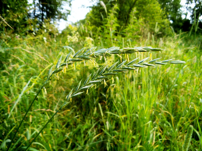 Image of Elytrigia repens specimen.