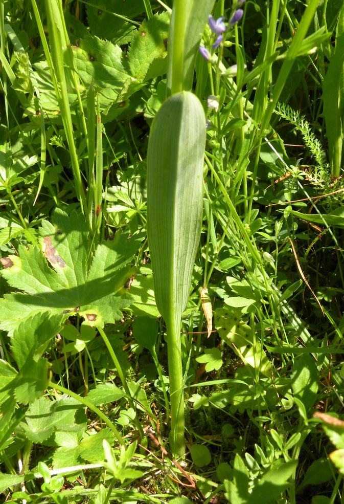 Image of Traunsteinera globosa specimen.