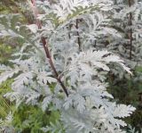 Artemisia messerschmidtiana