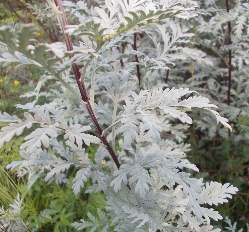 Image of Artemisia messerschmidtiana specimen.
