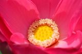 Nelumbo caspica