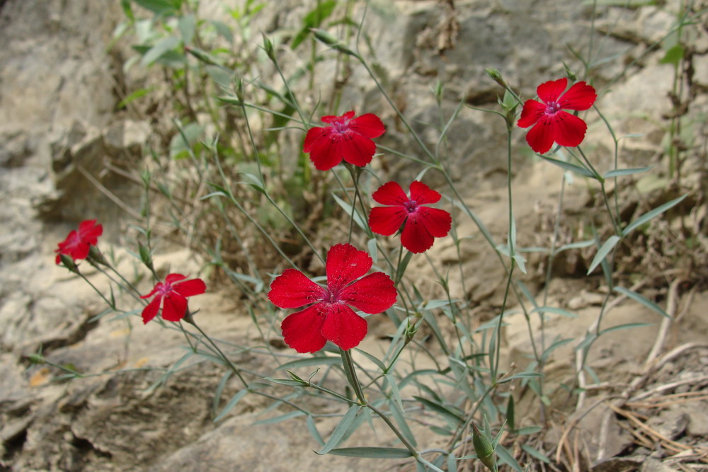 Image of Dianthus mainensis specimen.