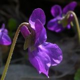 Viola odorata. Цветок (диаметр венчика примерно 2 см). Киев, Святошинский лес, 16 апреля 2009 г.