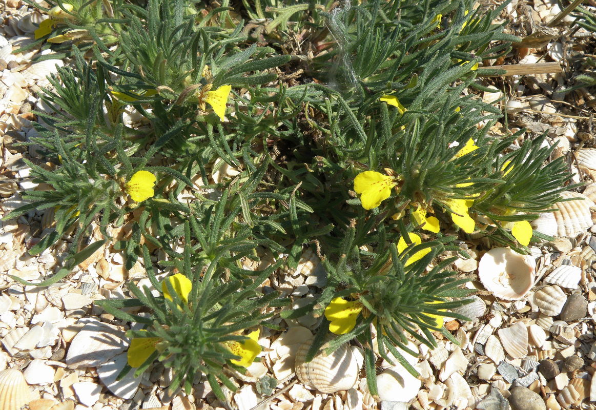 Image of Ajuga chia specimen.