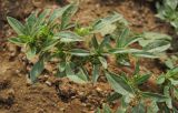 Amaranthus blitoides. Веточка. Татарстан, г. Бавлы. 22.09.2012.