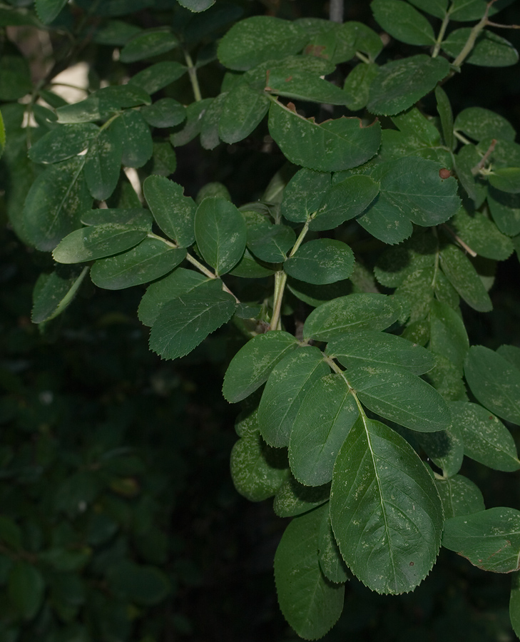 Image of &times; Crataegosorbus miczurinii specimen.