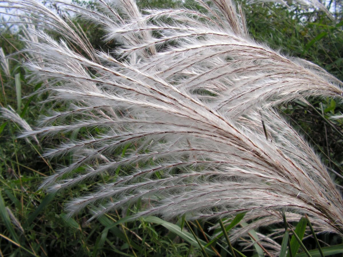 Изображение особи Miscanthus sacchariflorus.