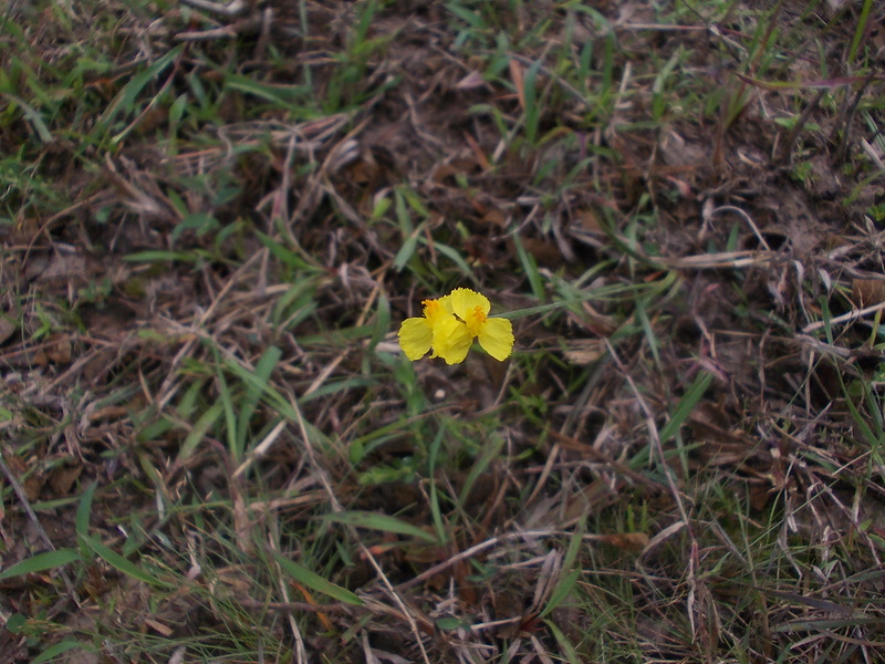 Image of Xyris indica specimen.