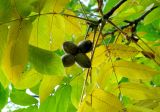 Juglans mandshurica. Верхушка побега с осенней листвой и зрелым соплодием. Ярославская обл., Некоузский р-н, пос. Борок. 21.10.2012.
