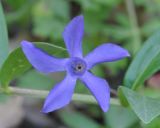 Vinca herbacea