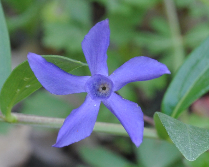 Изображение особи Vinca herbacea.