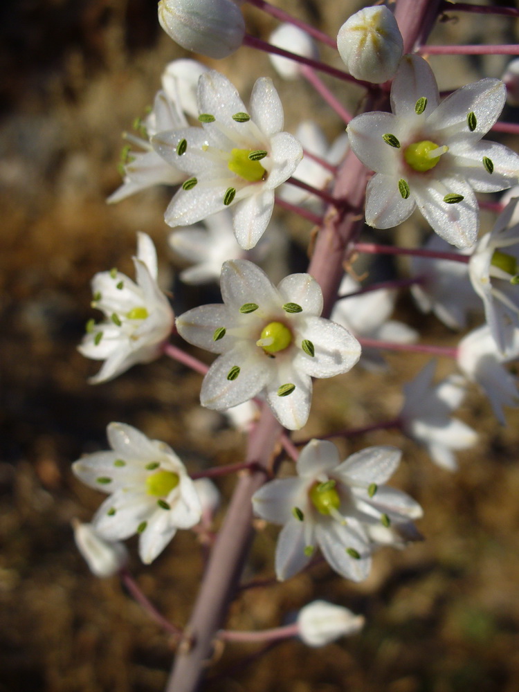 Image of Drimia numidica specimen.