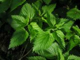 Urtica dioica. Верхушки побегов. Саратовская обл., Саратовский р-н, берег ручья в нагорном широколиственном лесу. 3 мая 2012 г.
