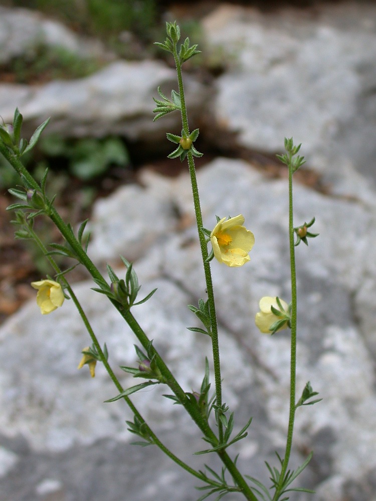 Image of Verbascum orientale specimen.