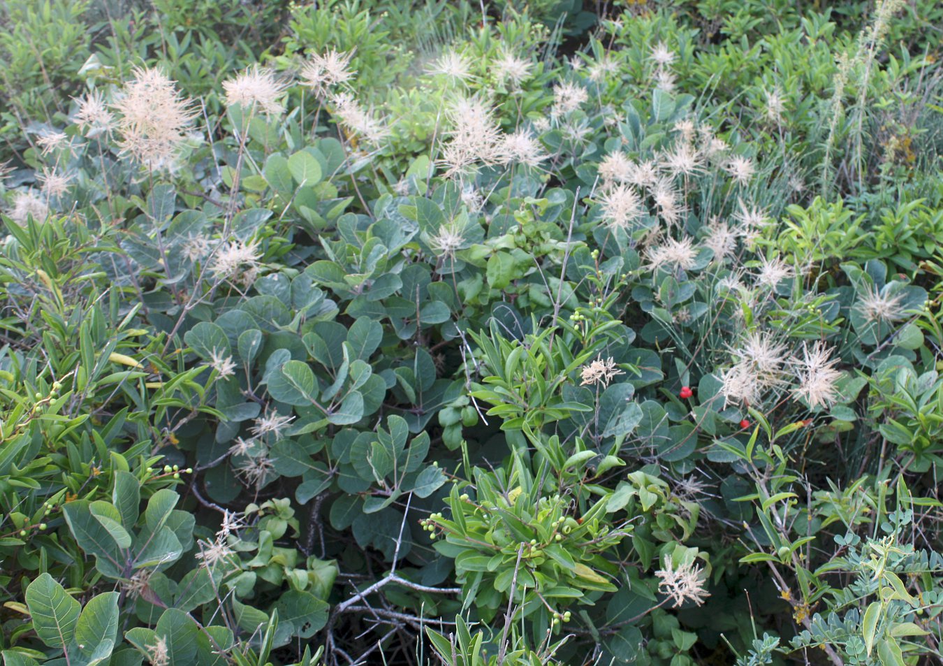 Изображение особи Cotinus coggygria.