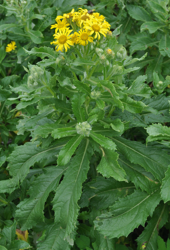 Изображение особи Senecio pseudoarnica.