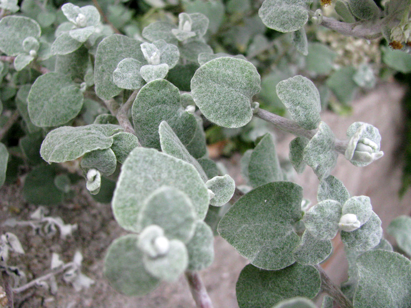 Изображение особи Helichrysum petiolare.