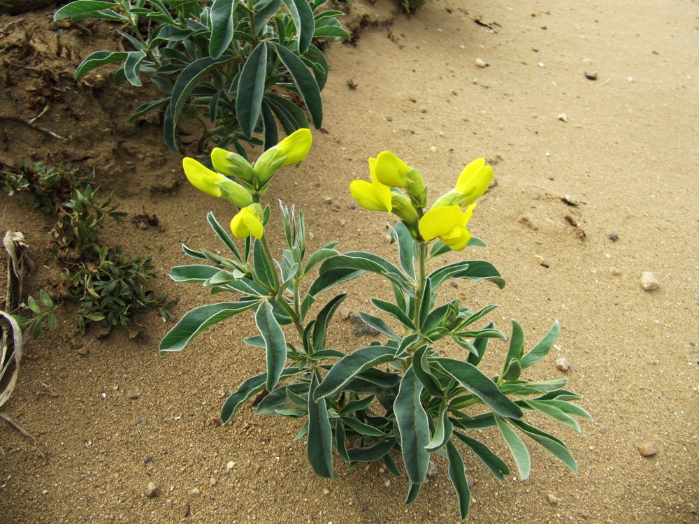 Image of Thermopsis lanceolata specimen.