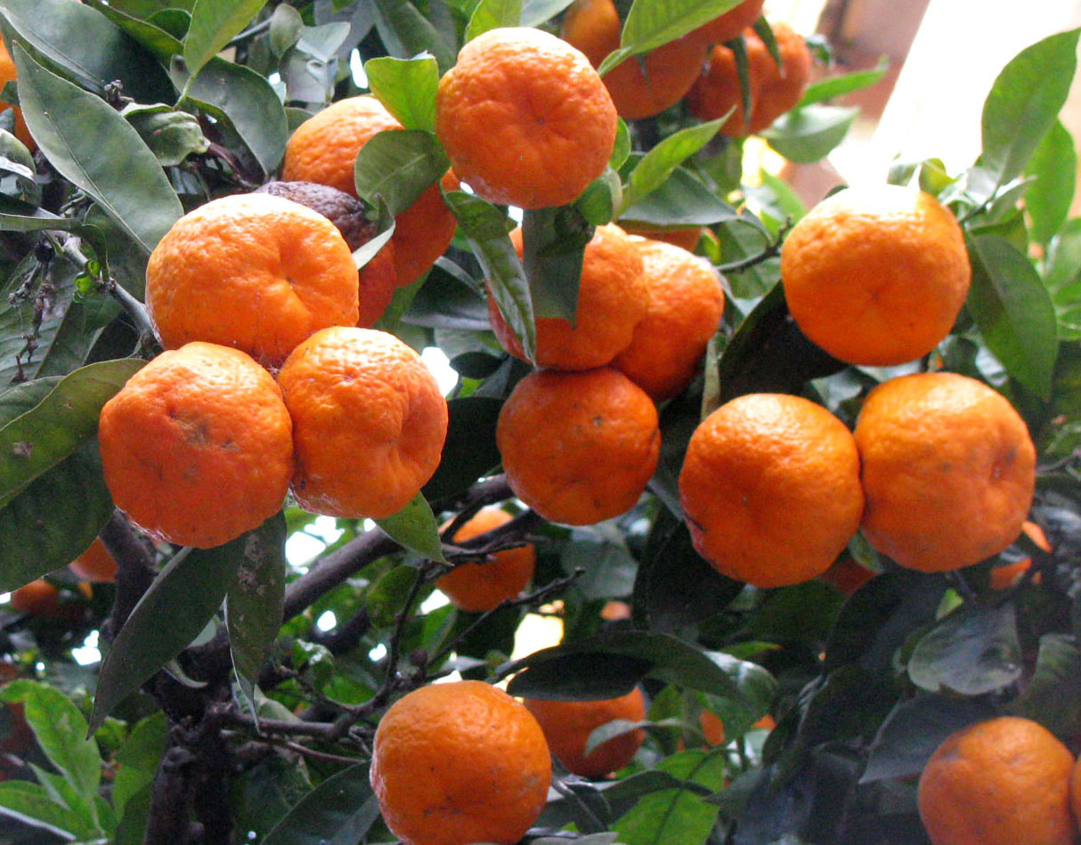 Image of Citrus reticulata specimen.