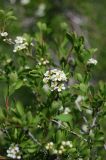 Spiraea hypericifolia