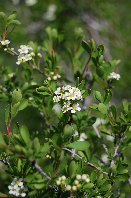 Image of Spiraea hypericifolia specimen.