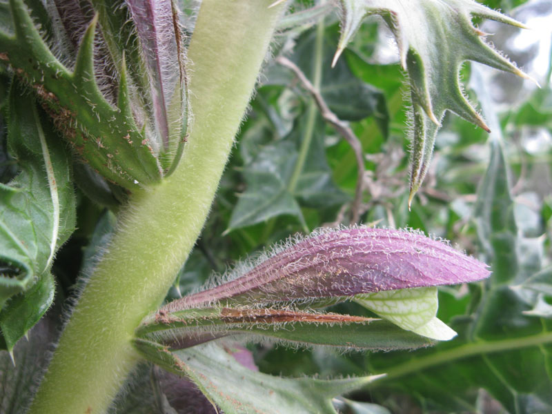 Изображение особи Acanthus syriacus.