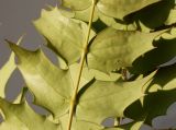 Mahonia × media. Элементарные листочки в средней части сложного листа. Германия, г. Кемпен, в культуре. 05.03.2013.