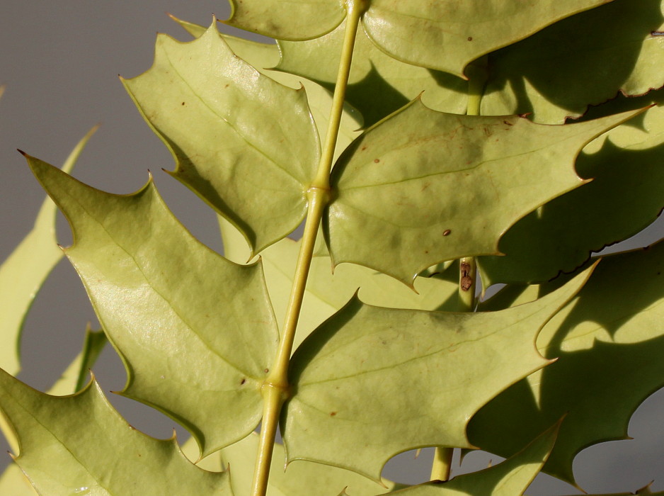 Изображение особи Mahonia &times; media.