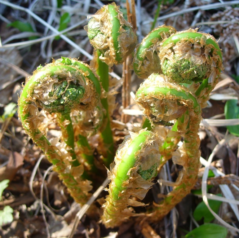 Изображение особи род Dryopteris.