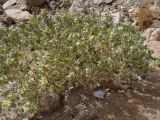 Atriplex holocarpa