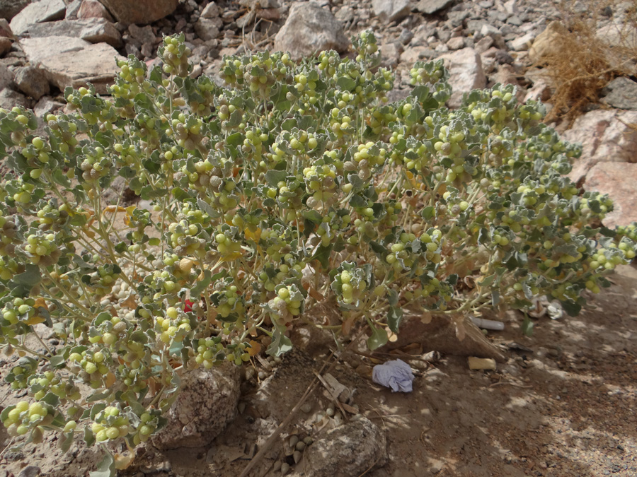 Image of Atriplex holocarpa specimen.