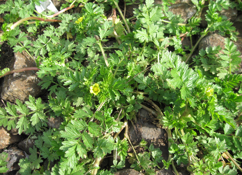 Image of Potentilla supina specimen.