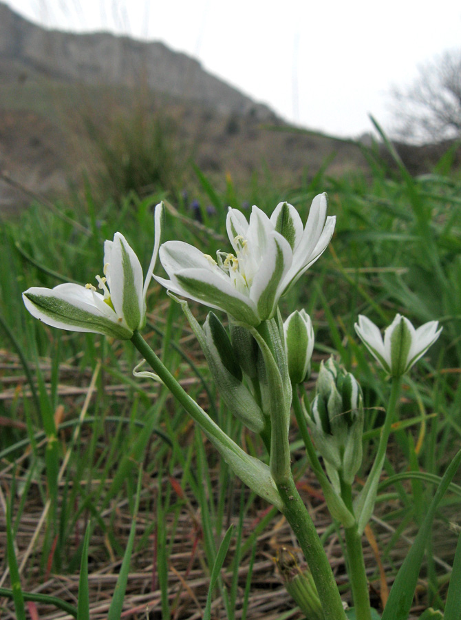 Изображение особи Ornithogalum navaschinii.