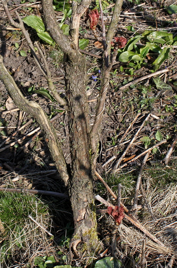 Image of Paeonia suffruticosa specimen.