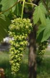 Acer pseudoplatanus. Соцветие. Украина, Запорожье, во дворе рядом с Прибрежной магистралью. 05.05.2013.