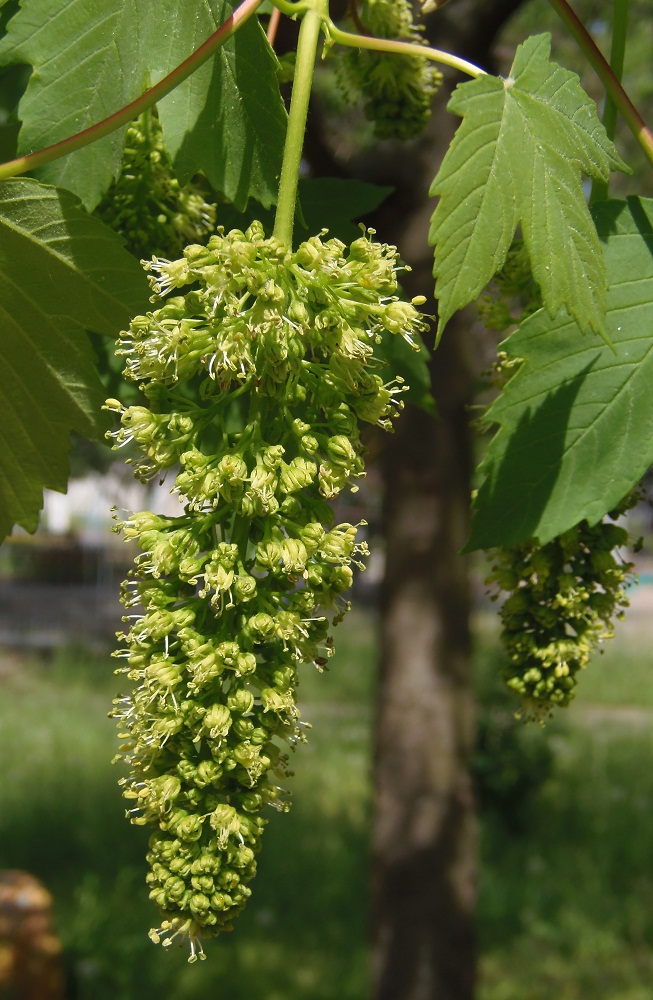 Изображение особи Acer pseudoplatanus.