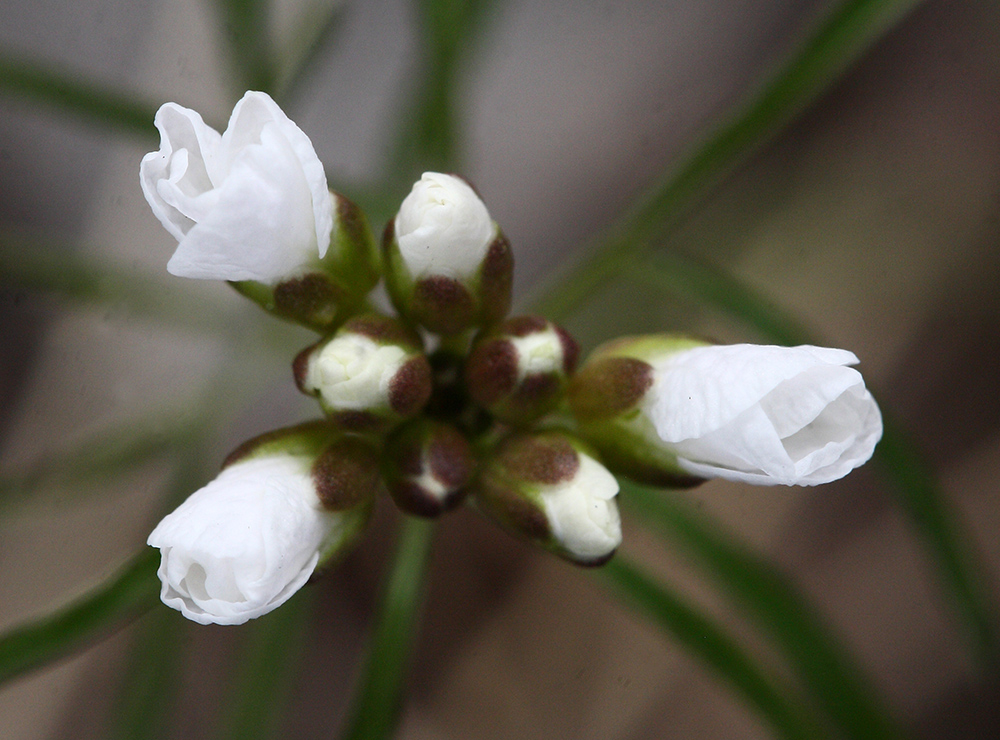 Изображение особи Cardamine trifida.